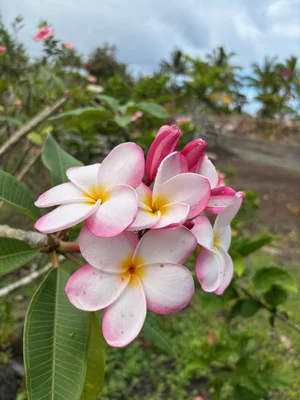 Plumeria rubra 'Linda Gail' — Vintage Green Farms with Tom Piergrossi
